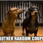 Married Dogs | ANOTHER RANDOM COUPLE | image tagged in married dogs | made w/ Imgflip meme maker