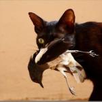 Cat eating magpie