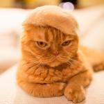 Trumpy Cat