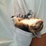 Cute sleeping Kitten