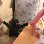 Angry black cat holds two girls sleeves with claws