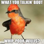 Attitude Bird | WHAT YOU TALKIN' BOUT; WHIP-POOR-WILLIS? | image tagged in attitude bird,memes,different strokes,whatchu talkin' bout willis,willis,birds | made w/ Imgflip meme maker