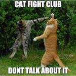 Cat Fight | CAT FIGHT CLUB; DONT TALK ABOUT IT | image tagged in cat fight | made w/ Imgflip meme maker