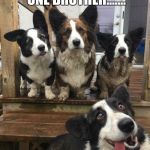 Derp Dog | THERE AWAYS THAT ONE BROTHER....... | image tagged in derp dog | made w/ Imgflip meme maker
