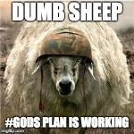 Sheep soilder | DUMB SHEEP; #GODS PLAN IS WORKING | image tagged in sheep soilder | made w/ Imgflip meme maker