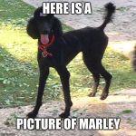 Marley Poodle | HERE IS A; PICTURE OF MARLEY | image tagged in marley poodle | made w/ Imgflip meme maker