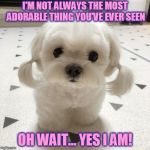 EEEEK! I want to snuggle with this little dog so bad! | I'M NOT ALWAYS THE MOST ADORABLE THING YOU'VE EVER SEEN; OH WAIT... YES I AM! | image tagged in cute dog,nixieknox,memes | made w/ Imgflip meme maker