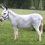 White Donkey