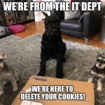 Schnauzer IT Dept | WE’RE FROM THE IT DEPT; WE’RE HERE TO DELETE YOUR COOKIES! | image tagged in coogies,dogs,funny dogs,cookies,cookie monster | made w/ Imgflip meme maker