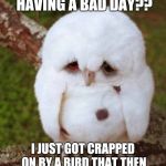 Bad Day Bird | SO YOU THINK YOU'RE HAVING A BAD DAY?? I JUST GOT CRAPPED ON BY A BIRD THAT THEN PROCEEDED TO EAT MY LUNCH. | image tagged in bad day bird | made w/ Imgflip meme maker