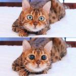 Cat Wide-Eyes