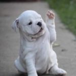 Puppy High Five  | HIGH FIVE | image tagged in puppy high five | made w/ Imgflip meme maker