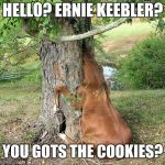 real horses | HELLO? ERNIE KEEBLER? YOU GOTS THE COOKIES? | image tagged in real horses | made w/ Imgflip meme maker