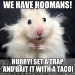 Stressed Mouse | WE HAVE HOOMANS! HURRY! SET A TRAP AND BAIT IT WITH A TACO! | image tagged in stressed mouse | made w/ Imgflip meme maker