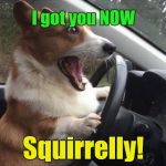 dog driving | I got you NOW; Squirrelly! | image tagged in dog driving | made w/ Imgflip meme maker