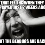 Bedbugs are Back! | THAT FEELING WHEN THEY SPRAYED JUST 2 WEEKS AGO... BUT THE BEDBUGS ARE BACK! | image tagged in panic,terror,bedbugs,oh no,damn | made w/ Imgflip meme maker