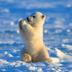Polar bear clapping  | IF YOU'RE HAPPY AND YOU KNOW IT; UPVOTE MY MEME | image tagged in polar bear clapping | made w/ Imgflip meme maker