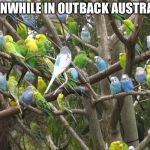 Invasion of budgies | MEANWHILE IN OUTBACK AUSTRALIA | image tagged in invasion of budgies | made w/ Imgflip meme maker
