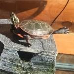 Turtle yoga