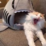 shark eating cat