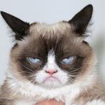 Grumpy cat angry