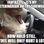 dog driving | FANTASTIC.  IT'S MY VETERINARIAN ON THE SIDEWALK. NOW HOLD STILL.  THIS WILL ONLY HURT A LOT! | image tagged in dog driving | made w/ Imgflip meme maker
