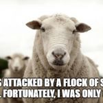 Sheep | I WAS ATTACKED BY A FLOCK OF SHEEP EARLIER. FORTUNATELY, I WAS ONLY GRAZED. | image tagged in sheep | made w/ Imgflip meme maker