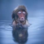 Relaxed monkey in hot springs