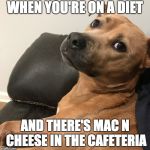 Expressive Dog | WHEN YOU'RE ON A DIET; AND THERE'S MAC N CHEESE IN THE CAFETERIA | image tagged in expressive dog | made w/ Imgflip meme maker