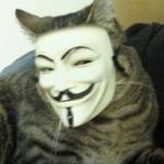 The Anonymous Cat meme