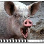 pig | BREEEEEEEEEEEEEEEEEEEE!!!!!!!!!!!!!!!!!!!!!!! | image tagged in pig | made w/ Imgflip meme maker