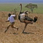 Guy running from ostrich