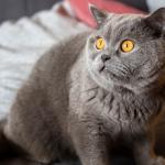 Scared grey cat