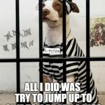 Dog In Prison | ROUGHING THE PASSER? ALL I DID WAS TRY TO JUMP UP TO GIVE TOM BRADY A KISS | image tagged in dog in prison | made w/ Imgflip meme maker