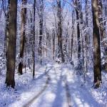 Snowy Woodland Path