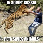 PETA Tiger | IN SOVIET RUSSIA; PETA SAVES ANIMALS | image tagged in peta tiger | made w/ Imgflip meme maker