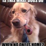 don't take it personal it's just business dog meme | IS THIS WHAT DOGS DO; WHEN NO ONE IS HOME? | image tagged in don't take it personal it's just business dog meme,dog memes | made w/ Imgflip meme maker