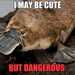 Platypus | I MAY BE CUTE; BUT DANGEROUS | image tagged in platypus | made w/ Imgflip meme maker