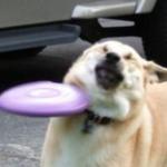 frisbee Doge zoom