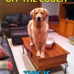 If anyone needs a lawyer... :) | YOU SAID "STAY OFF THE COUCH"; THIS IS NOT A COUCH... | image tagged in coffee table dog,memes,animals,dogs | made w/ Imgflip meme maker