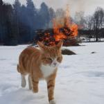 Cat walking away from fire