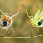 Dancing Mantis meme