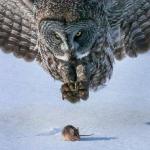 Owl Hunts Mouse