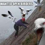 Support open birders | YOU WANTED OPEN BIRDERS | image tagged in angry birds,open birders | made w/ Imgflip meme maker