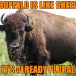 Just Something I Herd | BUFFALO IS LIKE SHEEP; IT'S ALREADY PLURAL | image tagged in buffalo,buffaloes,sheeps,yayaya | made w/ Imgflip meme maker