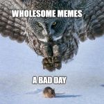 Owl Hunts Mouse | WHOLESOME MEMES; A BAD DAY | image tagged in owl hunts mouse | made w/ Imgflip meme maker