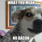 What you mean Dog | WHAT YOU MEAN; NO BACON | image tagged in what you mean dog | made w/ Imgflip meme maker