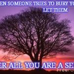 Tree | WHEN SOMEONE TRIES TO BURY YOU...                             LET THEM; AFTER ALL YOU ARE A SEED!!! | image tagged in tree | made w/ Imgflip meme maker
