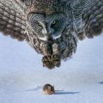 owl hunts mouse bottom spacing