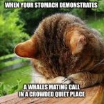 Embarrassed Cat | WHEN YOUR STOMACH DEMONSTRATES; A WHALES MATING CALL IN A CROWDED QUIET PLACE | image tagged in embarrassed cat,stomach growling,hungry,stomach hurts,starving,embarrassed | made w/ Imgflip meme maker